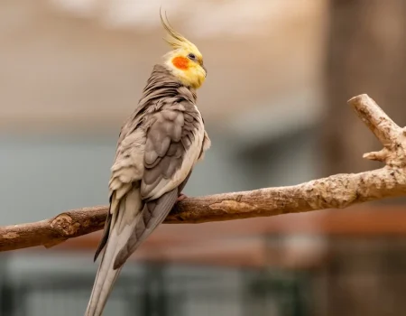 cockatiel naps