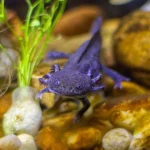 adult axolotl diet