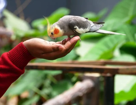 bird cage environment