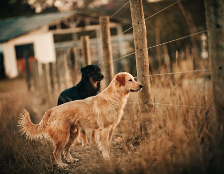 Rottweiler behavior