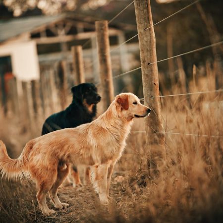 Rottweiler behavior