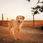 hiking with pets