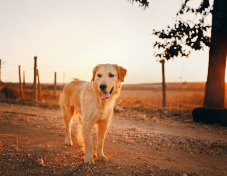 hiking with pets