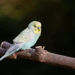 baby budgie care