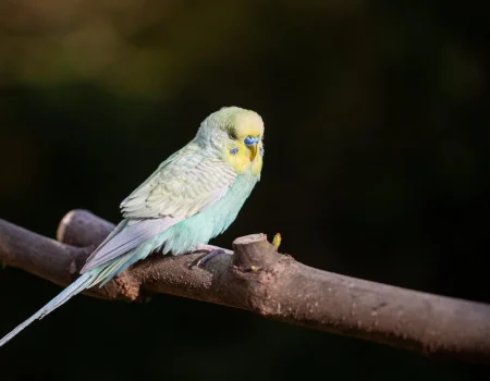 baby budgie care