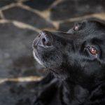 Labrador Retriever health