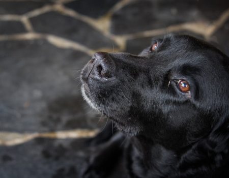 Labrador Retriever health