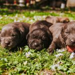 best Labrador breeder