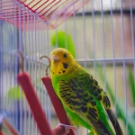 budgie cage tips