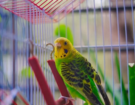 budgie cage tips