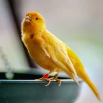 DIY canary toys