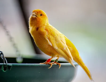 DIY canary toys