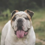 bulldog care