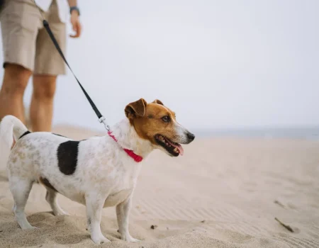 dog crate training