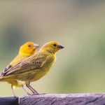 canary care tips