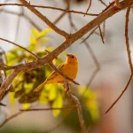 new canary care