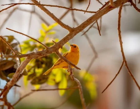 new canary care