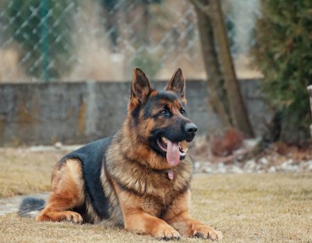 Socializing German Shepherds