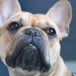 French Bulldog digestive issues