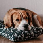 stop beagle barking