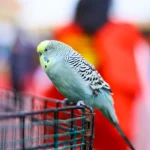 talking budgie tips