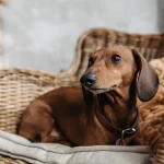 dachshund care