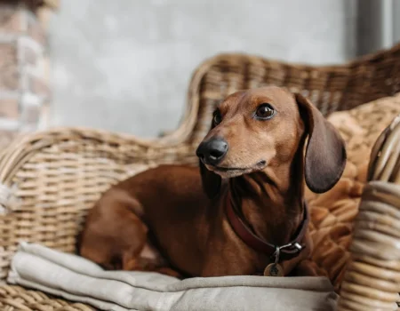 dachshund care