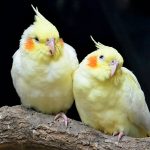 feeding cockatiels