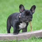 toys for French Bulldogs