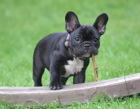 toys for French Bulldogs