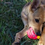 dachshund chew toys