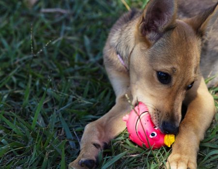 dachshund chew toys