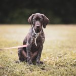 GSP training collar