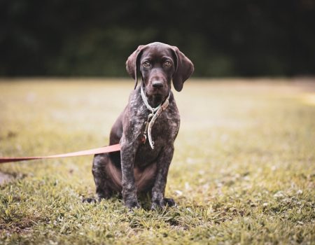 GSP training collar