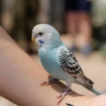 budgie illnesses