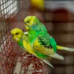 budgie socialization