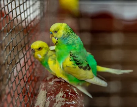 budgie socialization