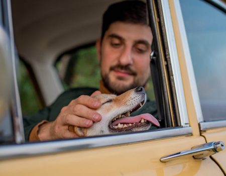 beagle car ride