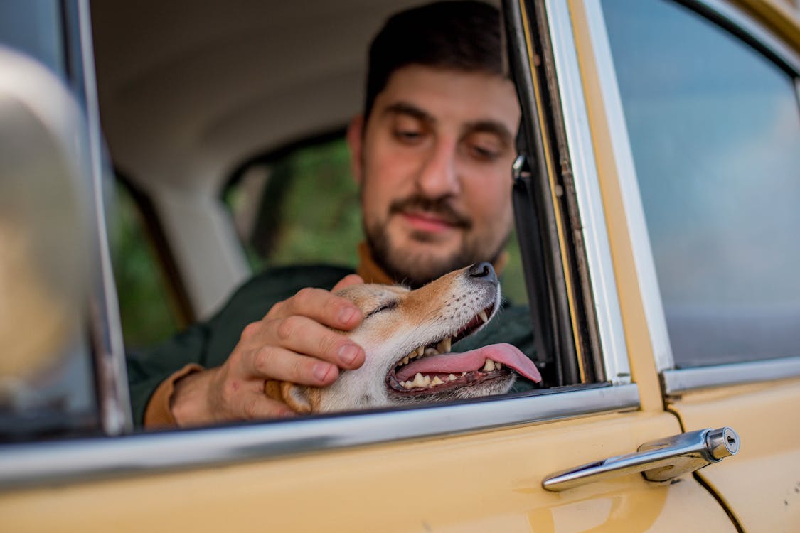 Photo inspiration: Beagle Travel Tips For Long Car Rides Photo Inspiration