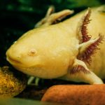 axolotl care guide