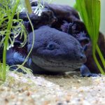 axolotl care guide