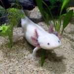 axolotl care tips