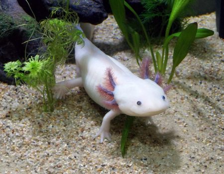 axolotl care