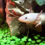 moving axolotl