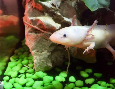 moving axolotl