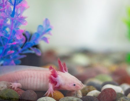 axolotl care guide