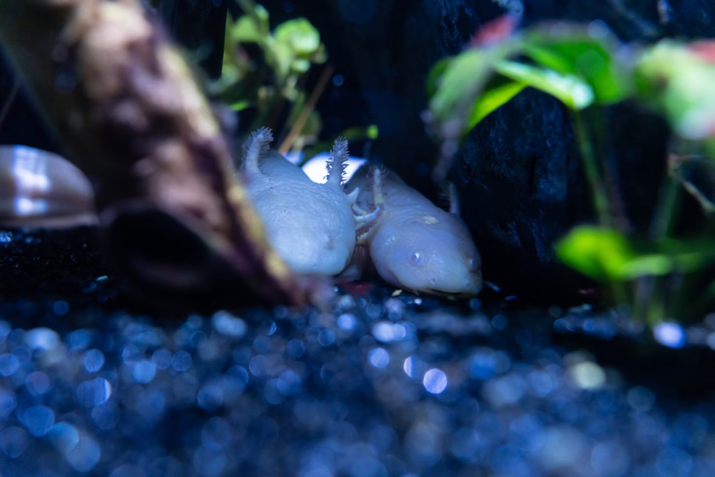 axolotl tank water cloudy