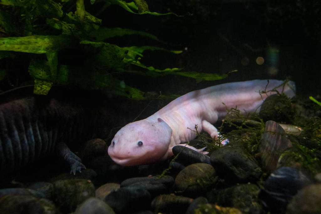 axolotl tank mates