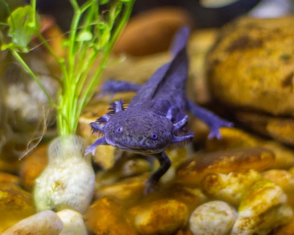 axolotl light stress