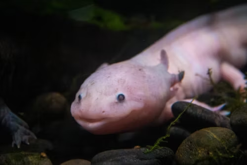 axolotl safety